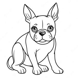 Selida Zographikes Tou Boston Terrier 105637-43188