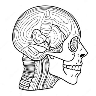 Selida Zographikes Anatomias 69119-15127